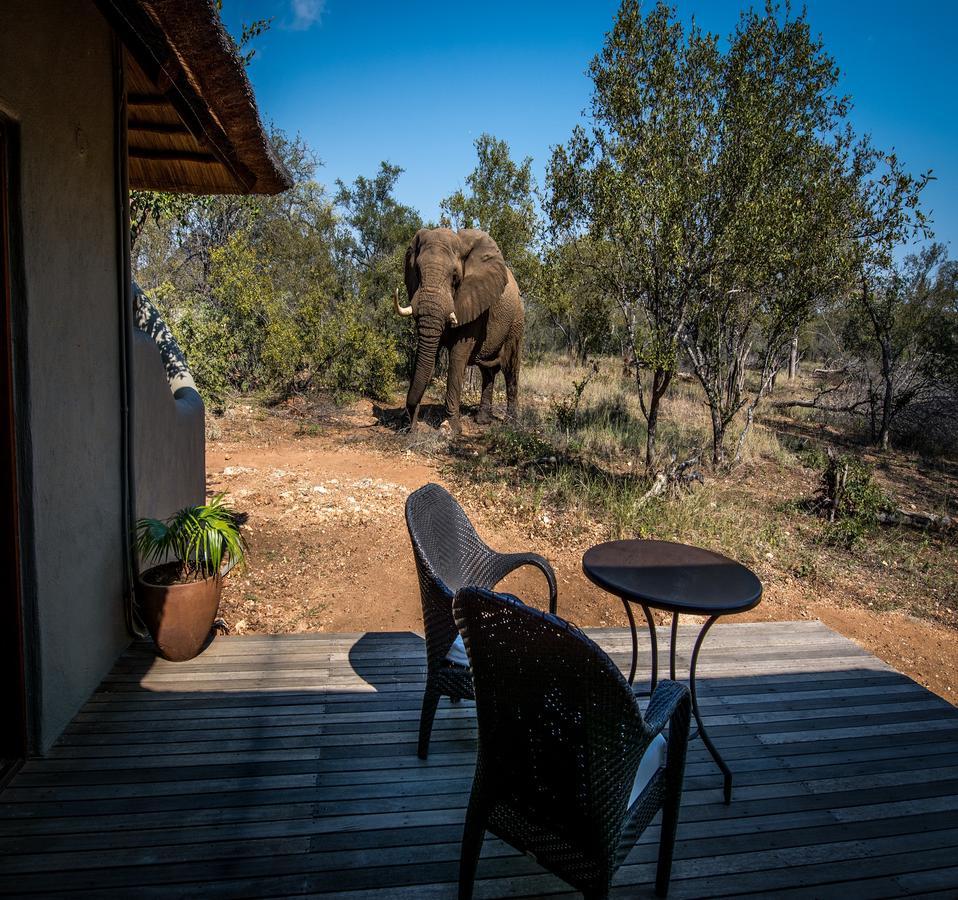 Garonga Safari Vila Makalali Game Reserve Exterior foto