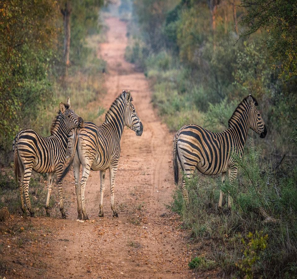 Garonga Safari Vila Makalali Game Reserve Exterior foto