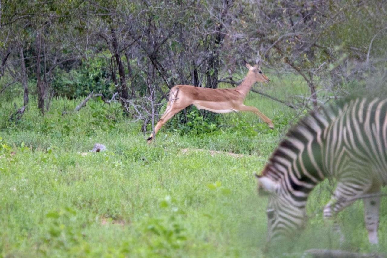 Garonga Safari Vila Makalali Game Reserve Exterior foto