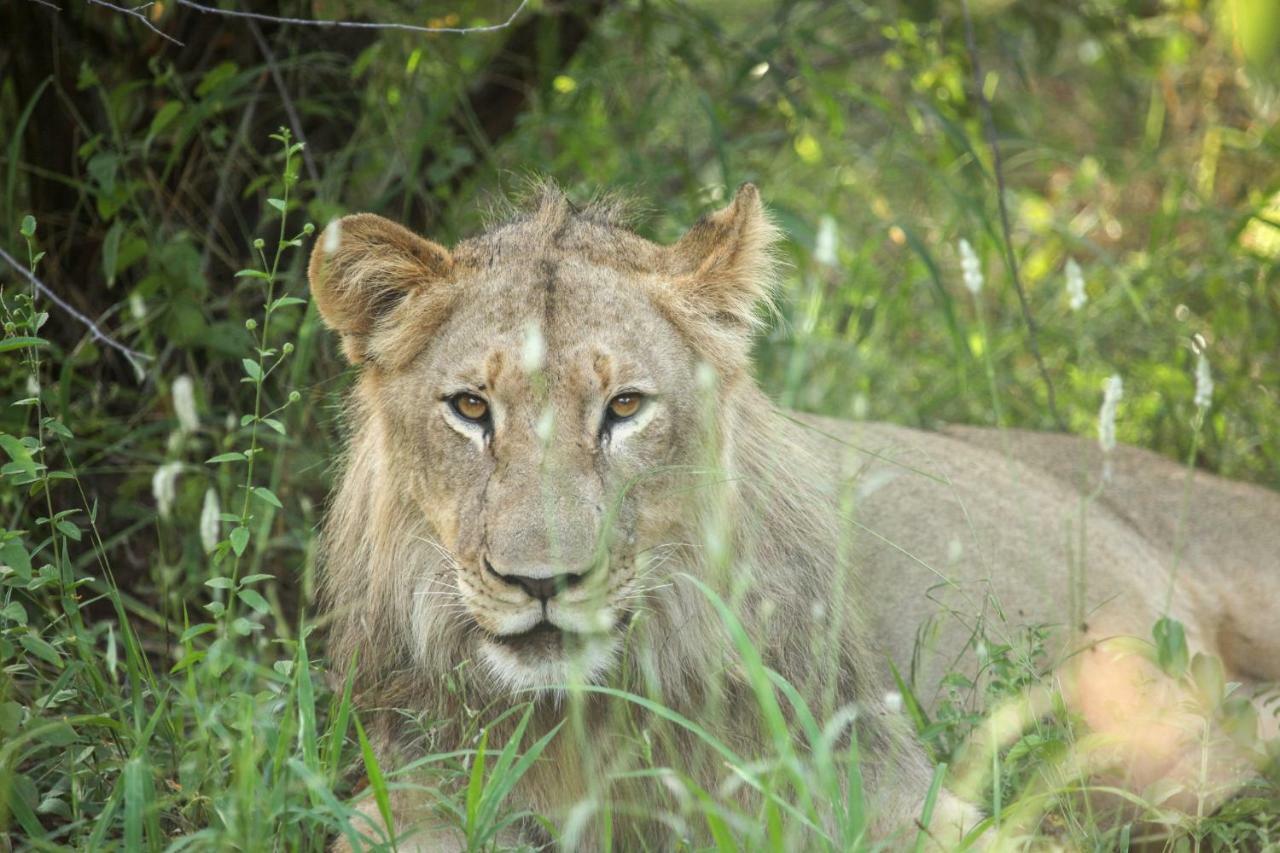 Garonga Safari Vila Makalali Game Reserve Exterior foto