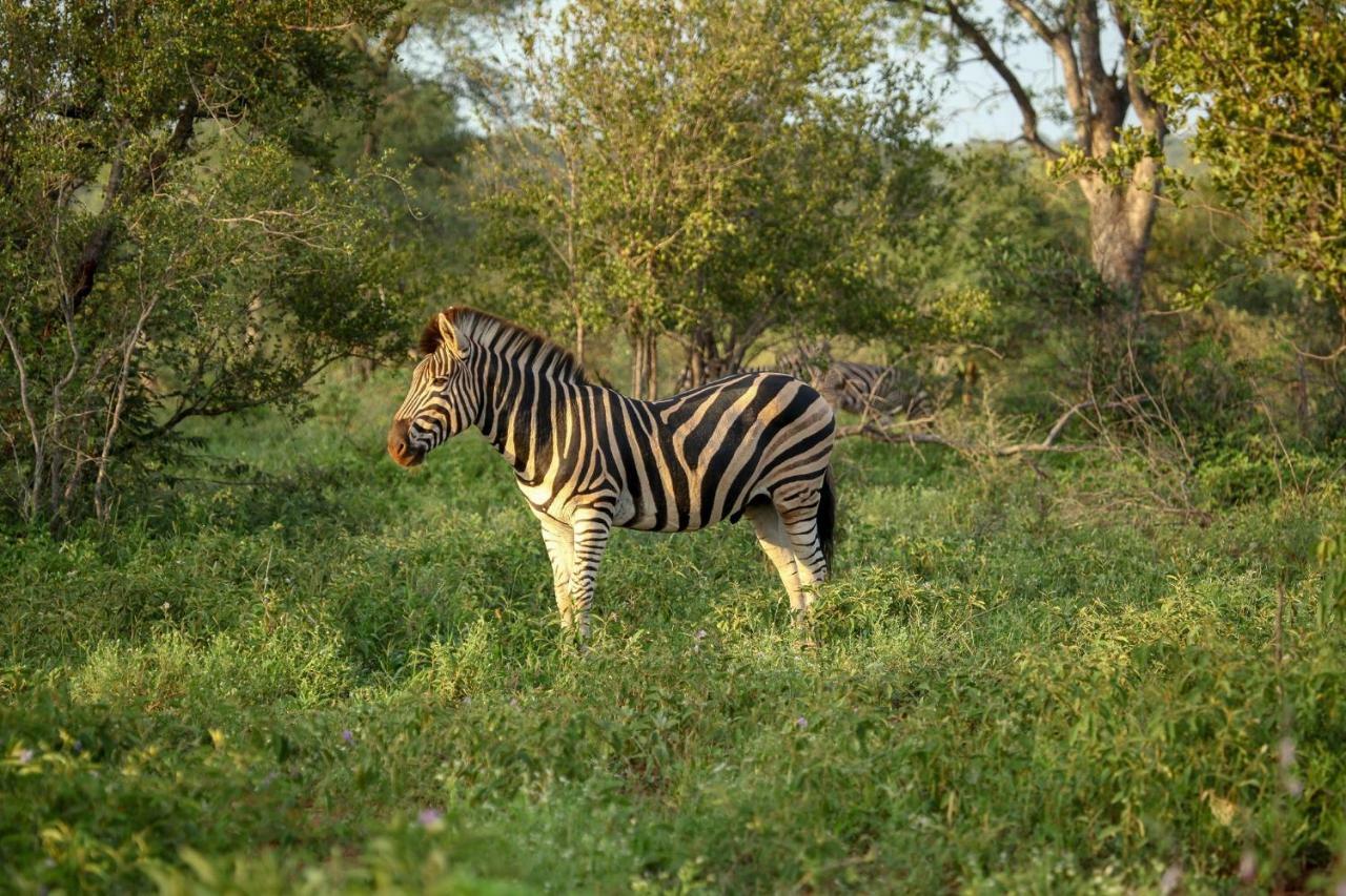 Garonga Safari Vila Makalali Game Reserve Exterior foto